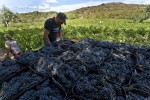 Operadores de la DO Bierzo en plena faena durante la vendimia este año